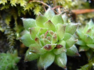 Sempervivum_Braune_Maus_1.JPG