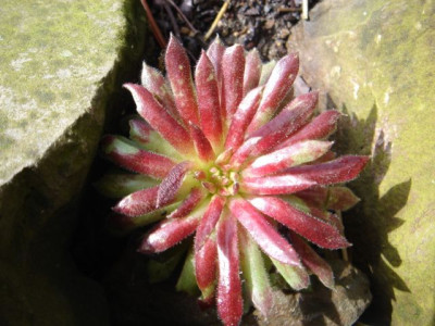 Sempervivum_globoliferum.JPG