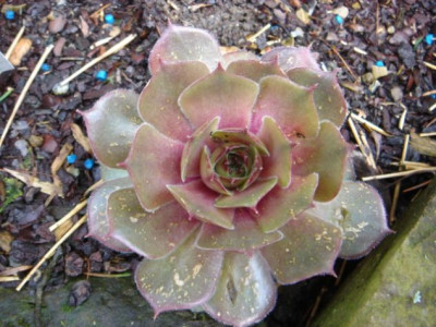 Sempervivum_Halemaumau.JPG