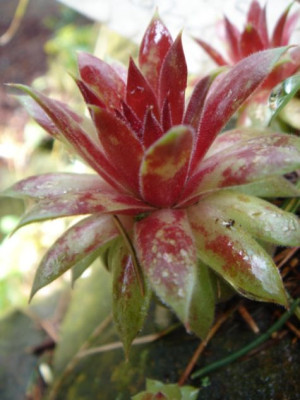Sempervivum_Pacific_Blazing_Star_2.JPG