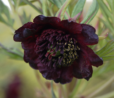 DSC_4999_DxO.jpg