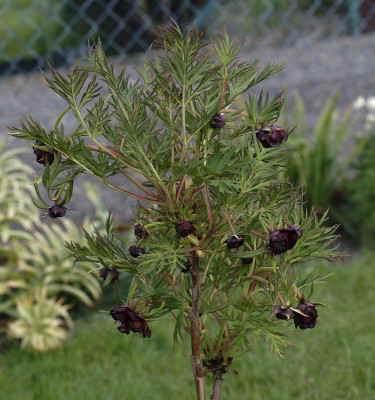 DSC_5001_DxO.jpg