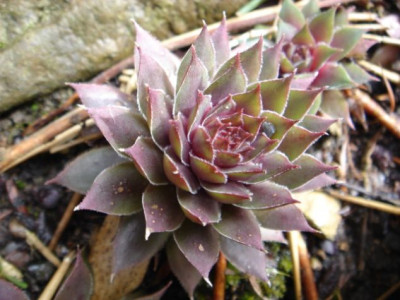 Sempervivum_Pacific_Blue_Ice_1.JPG