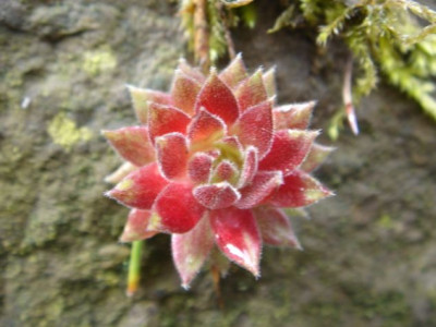 Sempervivum_Probst_Nr.90_1.JPG