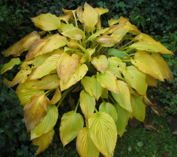 Hosta_Oktober_1_1_1.jpg