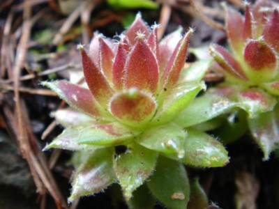 Sempervivum_Red_Wings_1.JPG