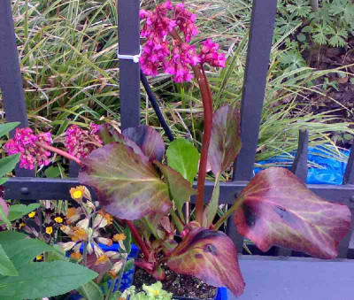 bergenia_cf.jpg