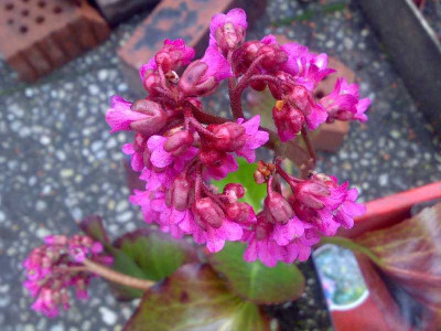 bergenia_cf2.jpg