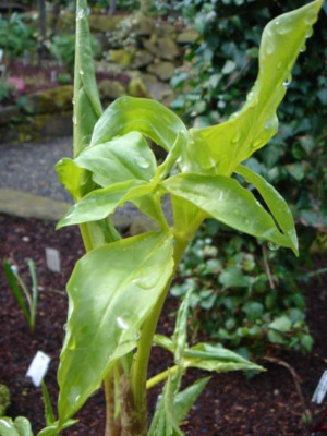Dracunculus_vulgaris_1.JPG