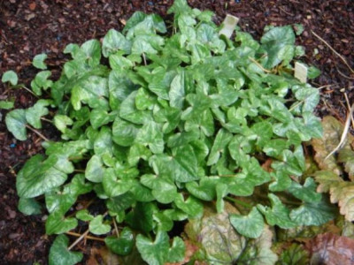 Ranunculus_ficaria_unbek.1.JPG