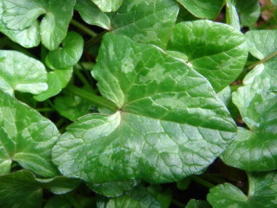 Ranunculus_ficaria_unbek.1_Blatt.JPG