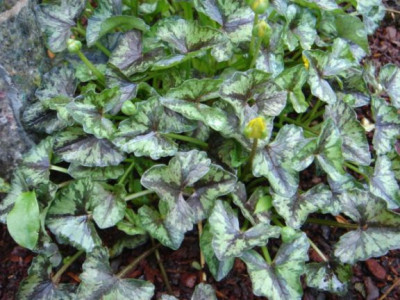 Ranunculus_ficaria_unbek.2.JPG
