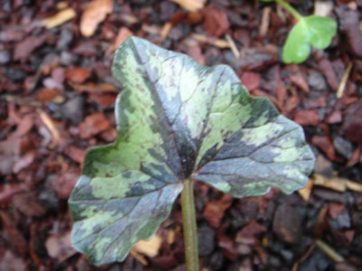 Ranunculus_ficaria_unbek.2_Blatt.JPG