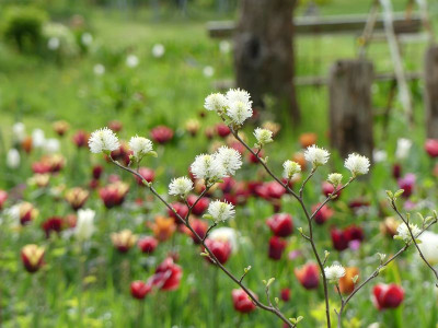 2022-05-07 Fothergilla major.jpg