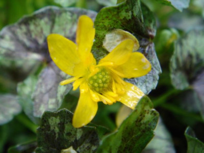 Ranunculus_ficaria_unbek.2_Blute.JPG