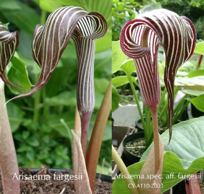 Arisaema_fargesiiCY-A110_min_Vergleich-Blute.jpg