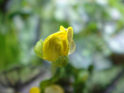Ranunculus_ficaria_unbek.2_Blute1.JPG