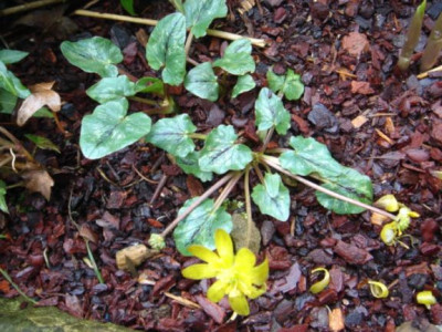 Ranunculus_ficaria_unbek.3.JPG