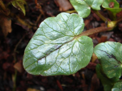 Ranunculus_ficaria_unbek.3_Blatt.JPG