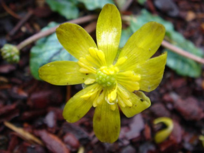Ranunculus_ficaria_unbek.3_Blute.JPG