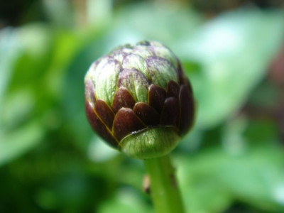 Ranunculus_ficaria_Double_Bronze_1.JPG