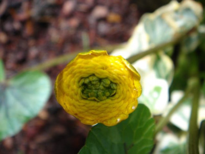 Ranunculus_ficaria_Bantam_Egg.JPG