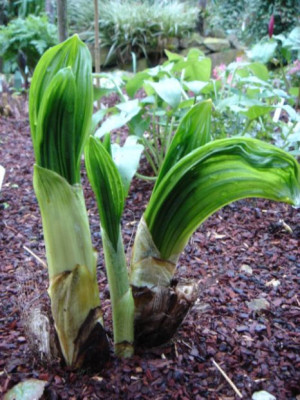 Veratrum_nigrum.JPG
