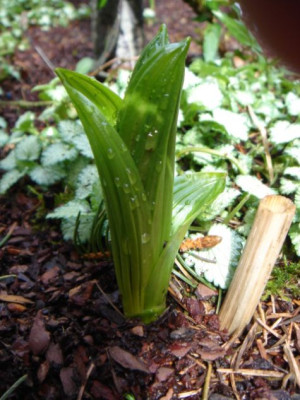 Veratrum_viride.JPG