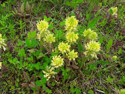 Wiesenblume.jpg