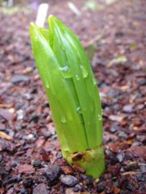 Veratrum_californicum_1.JPG