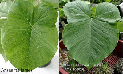 Arisaema_fargesiiCY-A110_min_Vergleich_juveniles_Blatt.jpg