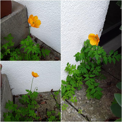 Ander Hauswand.jpg