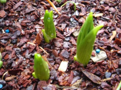 Veratrum_lobelianum.JPG