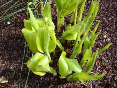 Hosta_aequinoctiiantha.JPG