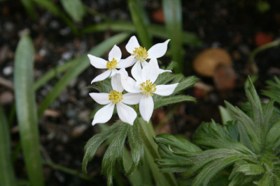 Anemonne unbekannt.JPG