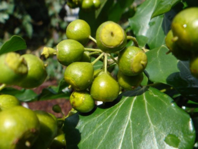 Hedera_poetica_Arborescens_1.JPG