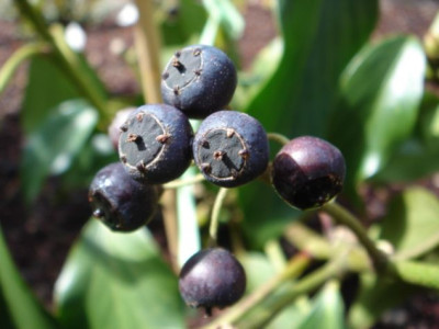Hedera_colchica_Fall_Favourite.JPG