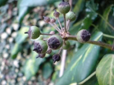 Hedera_colchica_Sulphur_Heart_Arborescens_3.JPG