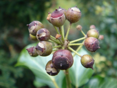 Hedera_colchica_Golden_Icecreme_3.JPG