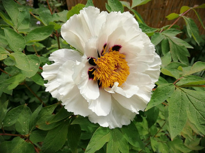 Paeonia_rockii_erste_20220507_113716.jpg