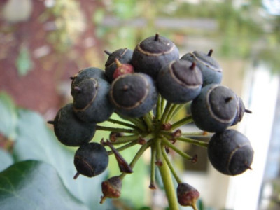 Hedera_helix_Green_Survival_1.JPG