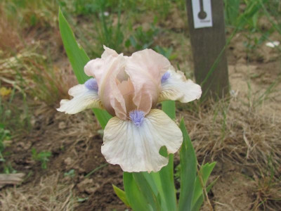 SDB Ahwahnee Princess.JPG