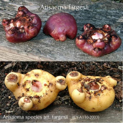 10180002_eminArisaema_fargesiiA110_Vergleich-Knollen.jpg