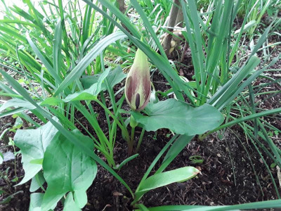 ArumBlüte.jpg