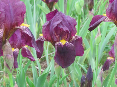 h Red Orchid.JPG