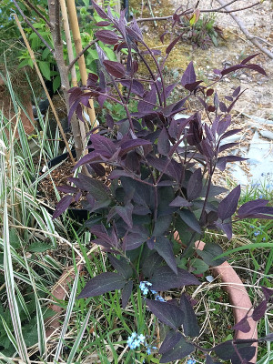 2022-05-06 Clematis recta 'Purpurea'.jpg