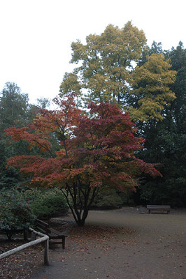 aureum_7785.jpg