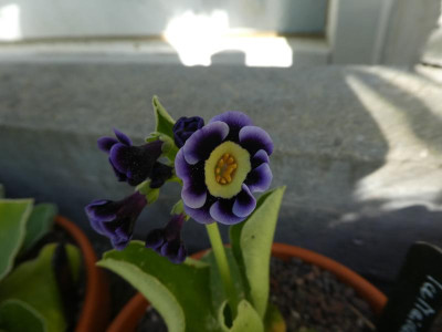 Aurikel 'Ice Maiden' 220508.JPG