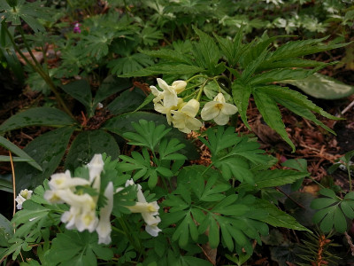 Cardamine kitaibelii_20220409_153313.jpg