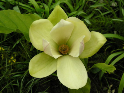 Magnolia_sunsation_2363_resize.JPG